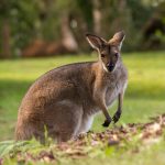 Kangaroo